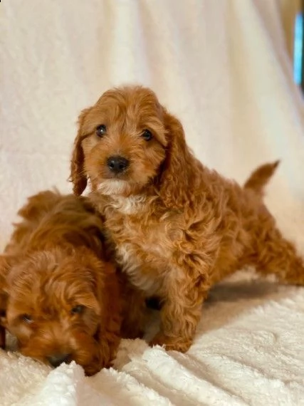 cavapoo | Foto 1