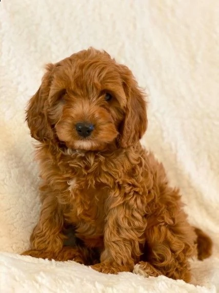 cavapoo | Foto 0