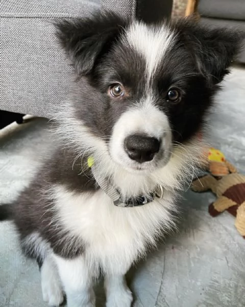 cuccioli di border collie