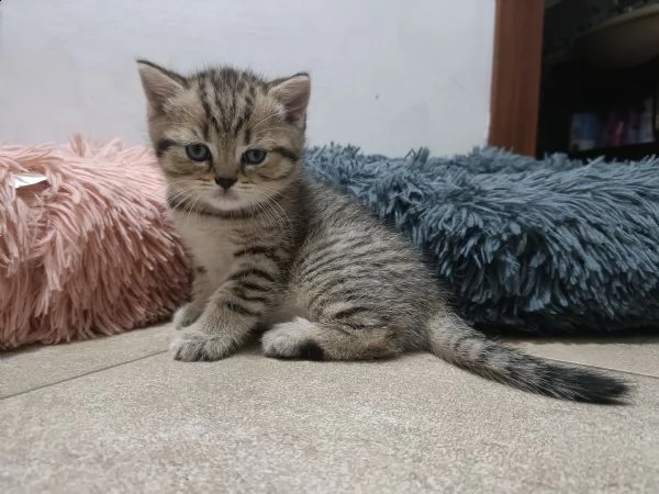 cuccioli scottish gatto british 