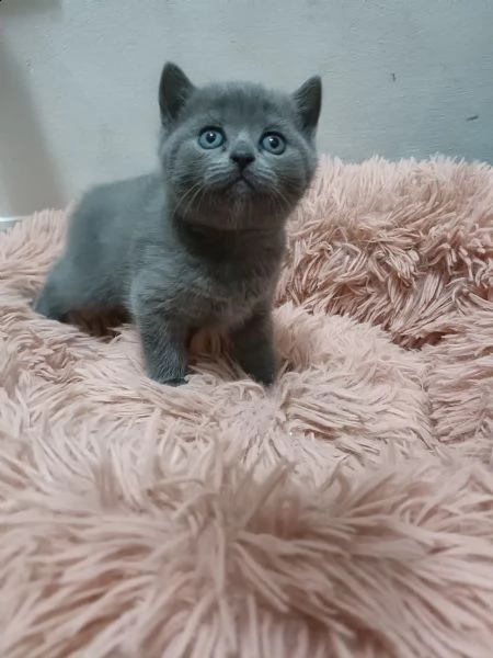 cuccioli scottish gatto british  | Foto 0