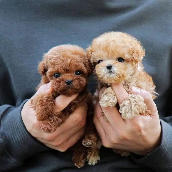 cuccioli di barboncino teacup in vendita ora