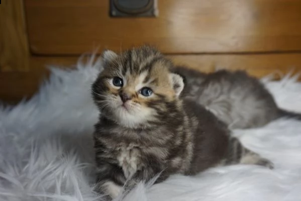maine coon gatti