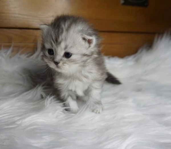 maine coon gatti | Foto 0