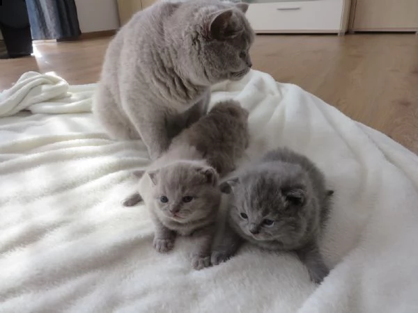 gatti british shorthair