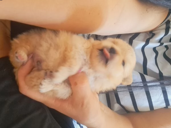 2 bellissimi fratellini con pedigree enci cercano le migliori famiglie ❤️