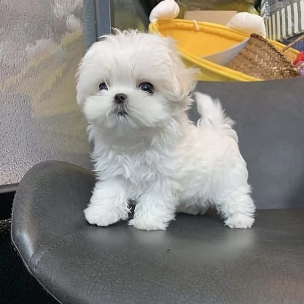 regalo maltese nano 