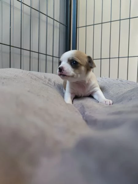 chihuahua cuccioli 