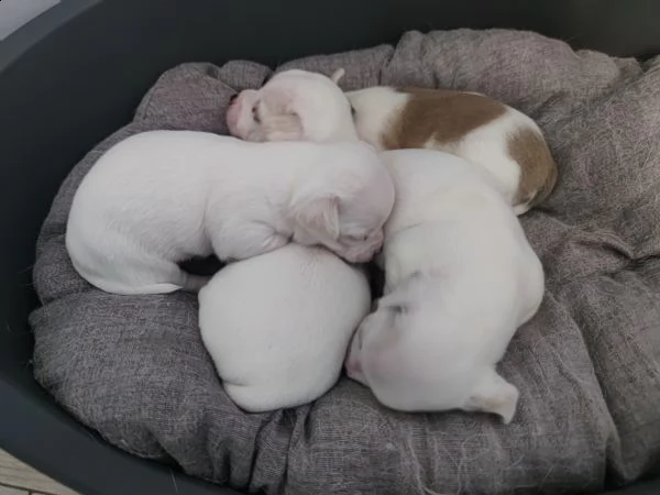 chihuahua cuccioli  | Foto 1