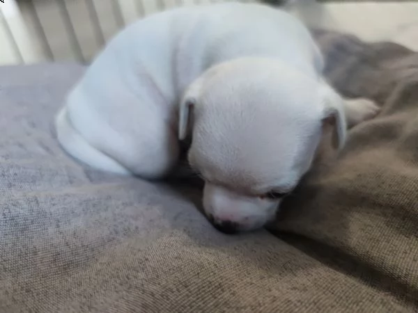 chihuahua cuccioli  | Foto 0