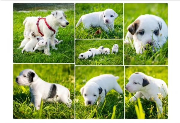 parson russel terrier pelo broken