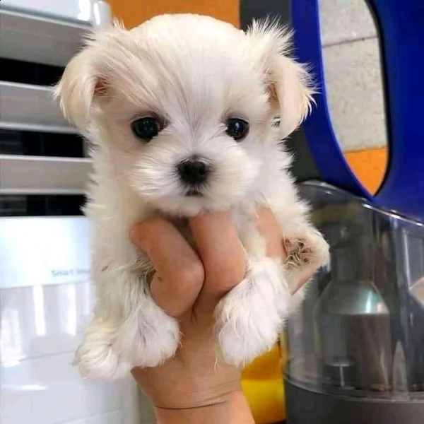 bellissimi cuccioli di maltese
