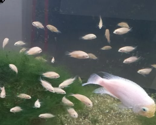 ciclasoma nigrofasciatum albino piccoli