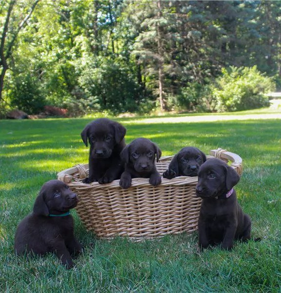 cuccioli di labrador  cioccolato e nero