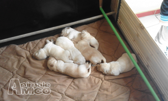 Vendita Cani Napoli Urgente Cerco Una Nuova Casa Per Mio Piccolo