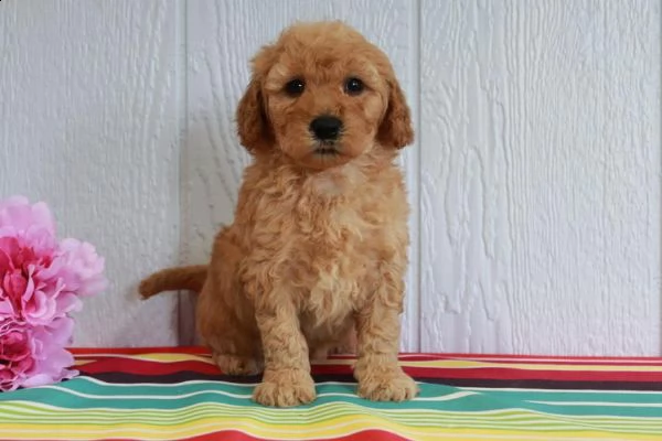 disponibile cuccioli di goldendoodle | Foto 2