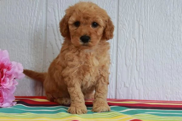 disponibile cuccioli di goldendoodle