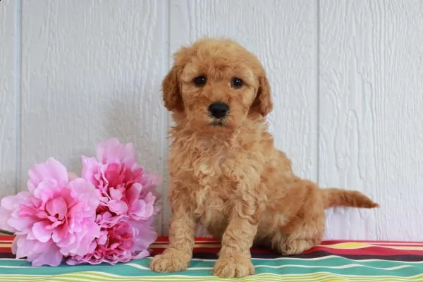 disponibile cuccioli di goldendoodle | Foto 0