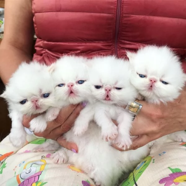 fuori giocosi gattini persiani
