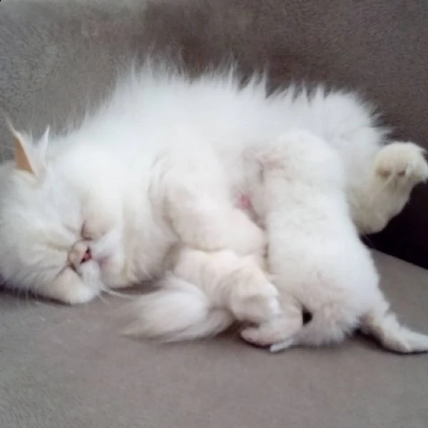 fuori giocosi gattini persiani | Foto 0