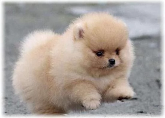 cucciolo di spitz mini mini toy tenerissimi intrigantissimi 