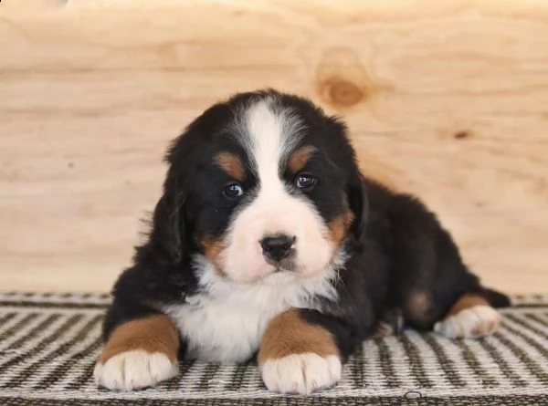 splendidi cuccioli di bovaro del bernese | Foto 2