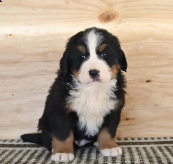 splendidi cuccioli di bovaro del bernese | Foto 1