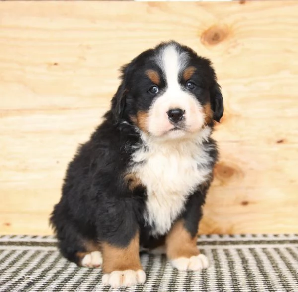 splendidi cuccioli di bovaro del bernese | Foto 0