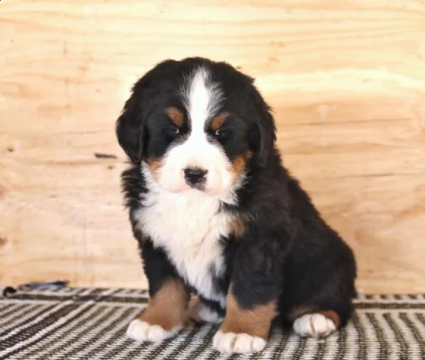 splendidi cuccioli di bovaro del bernese