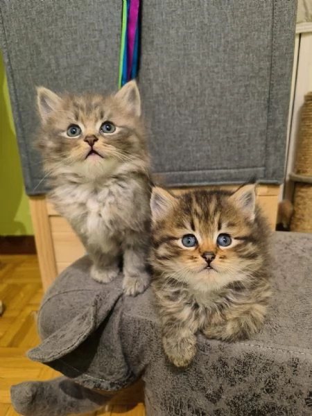 Cuccioli di Siberiano Ipoallergenico | Foto 0