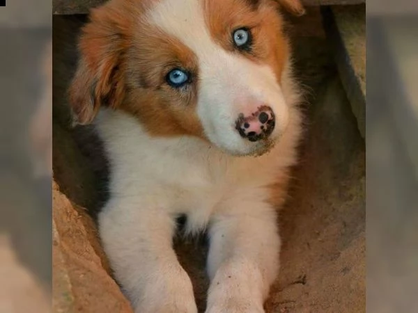 adorabile cucciolo di border collie femmina blu merle