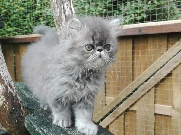 cuccioli di persiano