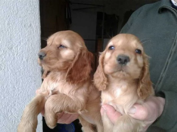 cuccioli di cocker spaniel inglesi fulvi o neri di pura r