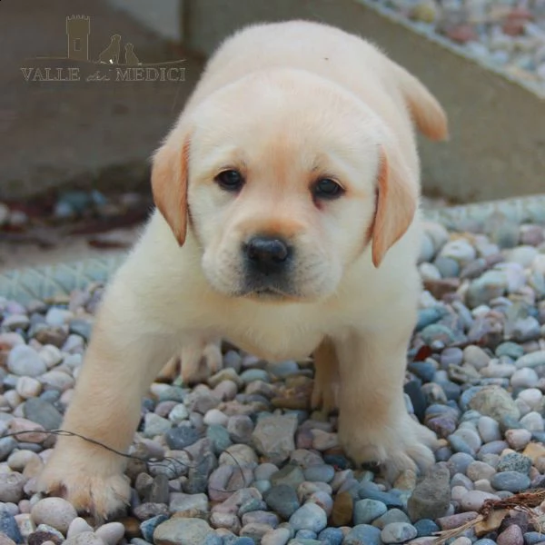  labrador chocolate miele e neri  3