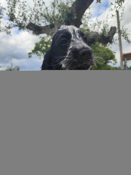 Cuccioli cocker spaniel inglese  | Foto 4
