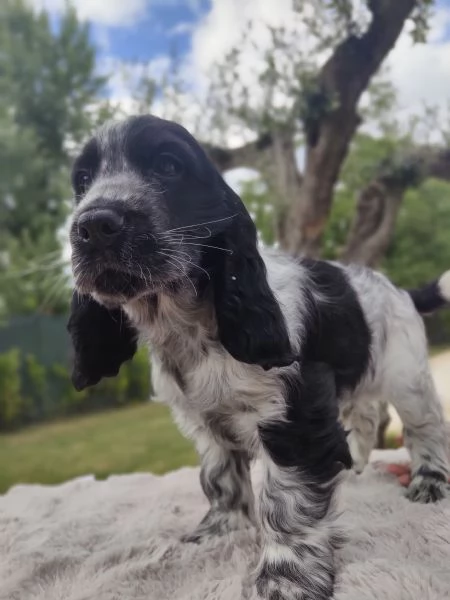 Cuccioli cocker spaniel inglese  | Foto 3