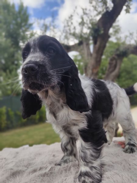 Cuccioli cocker spaniel inglese  | Foto 2