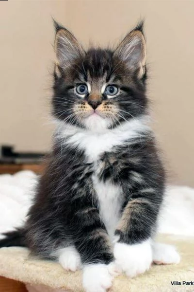 bellissimi gattini del maine coon carini e sani disponibili per ladozione