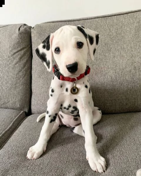   regalo abbiamo cuccioli di dalmata