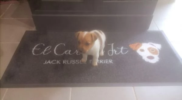 cuccioli di jack russell pelo corto | Foto 1