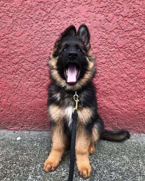 cuccioli di pastore tedesco  solidi forti schiena dritta