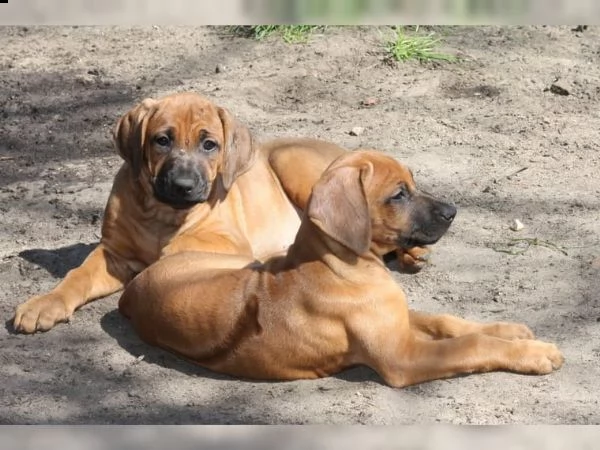 cuccioli di rhodesian ridgeback documenti fci