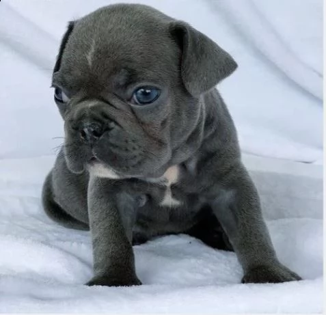 cuccioli di bouledogue francese colore blu