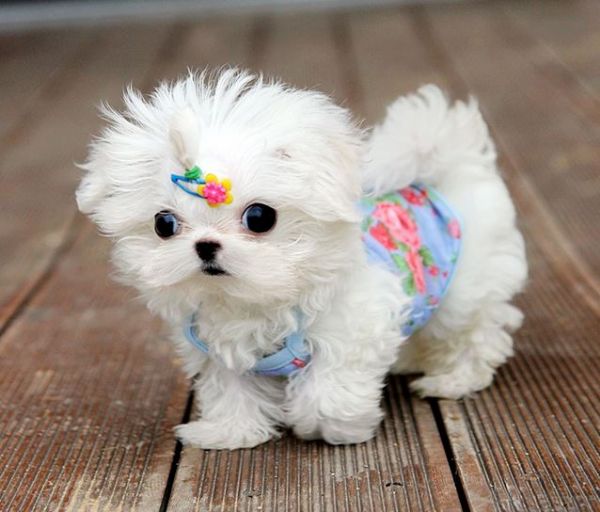 Vendita Maltese da Privato a Milano cuccioli di maltese mini toy Vendita Maltese da Privato a Milano cuccioli di maltese mini toy