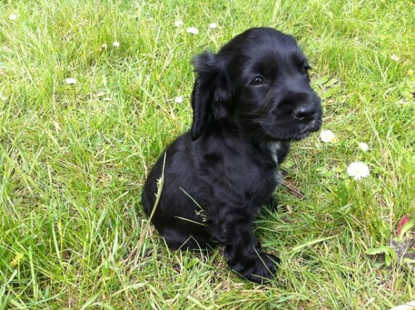 adorabili cuccioli di cocker spaniel femminucce e maschietti disponibili per ladozione gratuita i c