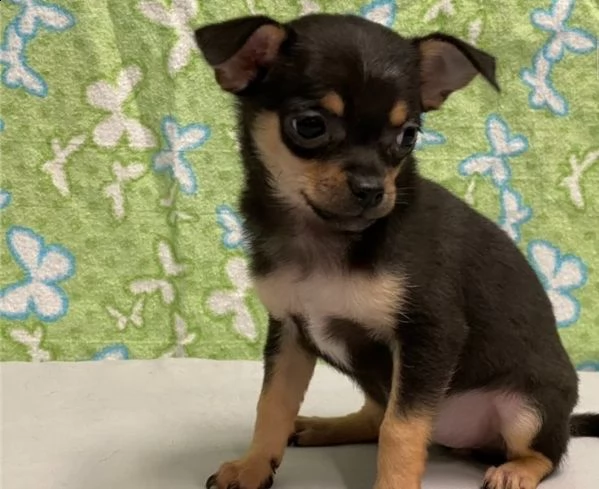 regalo chihuahua  cuccioli meravigliosi  