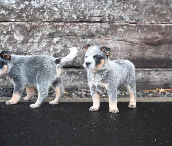 due cuccioli di australian cattle dog | Foto 1