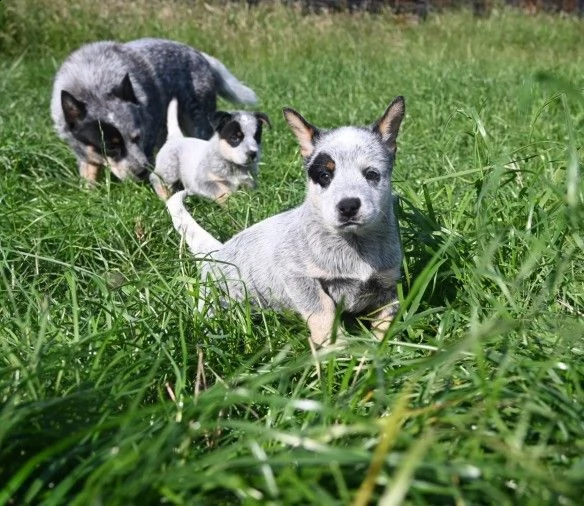 due cuccioli di australian cattle dog | Foto 0