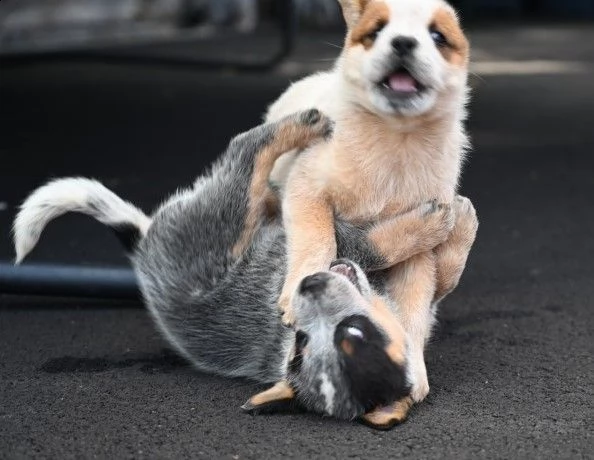 due cuccioli di australian cattle dog