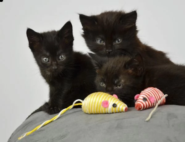 bellissimi gattini del bombay  carini e sani disponibili per ladozione
